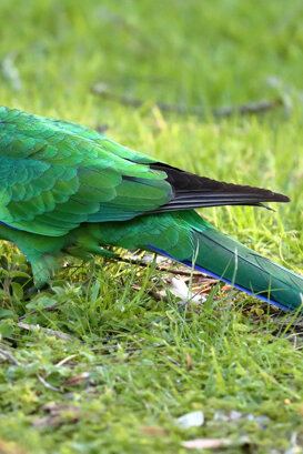 Australia - Port Lincoln Parrot Photo by Lorenzo Marchetti