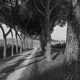 Photo by Dino Topa Tree-lined avenue - Maremma 2020 - Nikon D500 Sigma 17-70mm focal length 17mm 1/200 f/8 ISO 200, handheld
