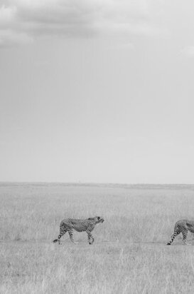 Cheetahs - Acinonyx jubatus One, two and three, Masai Mara Kenya 2018