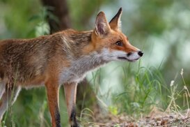 Photo by Armando Pezzarossa Fox - Vulpes vulpes