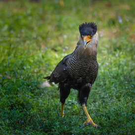 Photo by Dino Topa Crested Caracara - Sant'Alessio Oasis - Nikon D500 Nikkor 300mm f/5.6 - 1/1600 - ISO500, handheld