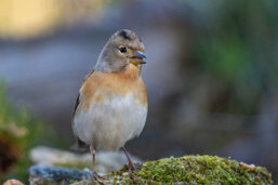 9f6863a2-c3aa-4c6d-b16c-3aa674aaaf3a 9f6863a2-c3aa-4c6d-b16c-3aa674aaaf3a