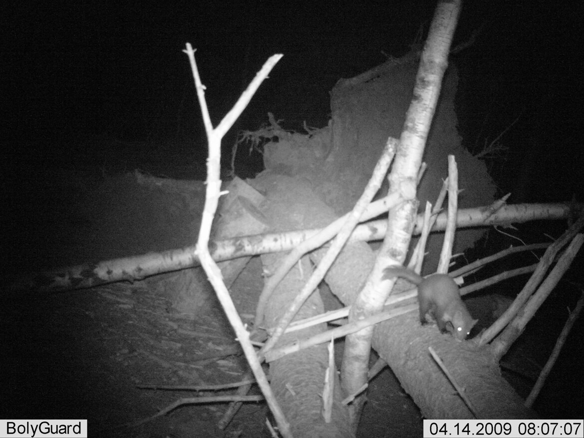 Faina - Martens foina Faina - Martens foina