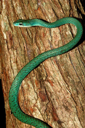 Boomslang - Dispholidus typus Photo by Lorenzo Marchetti