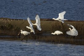 Herons Photo by Gianpiero Iacobucci