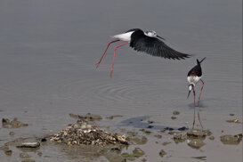 Black-winged Stilts - Himantopus himantopus Marano Lagunare Lagoon - UD