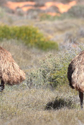 Australia - Emu Photo by Lorenzo Marchetti