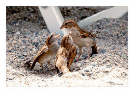 Onofrio Pignataro Family of sparrows at the sea