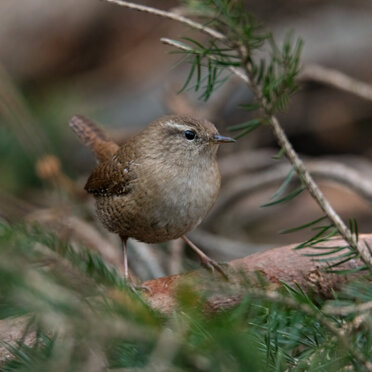 Scricciolo Scricciolo
