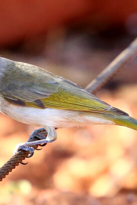 Australia Photo by Lorenzo Marchetti