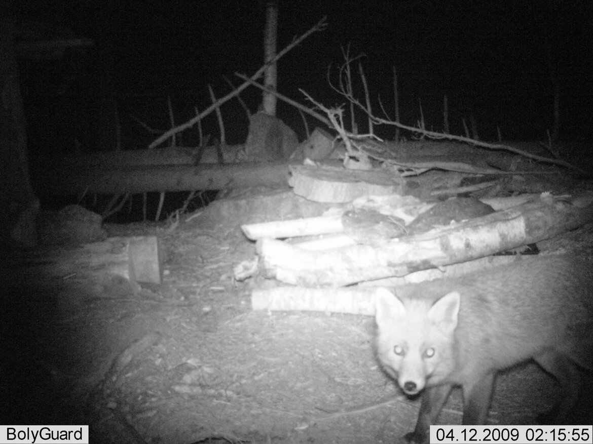 Volpe - Vulpes vulpes Volpe - Vulpes vulpes