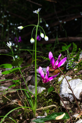 Cyclamen - Cyclamen repandum - Lepini Mountains Photo by Armando Pezzarossa