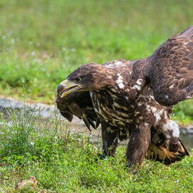 Photo by Dino Topa Osprey - Oasi di Sant'Alessio-NikonD500 + 300mm - f/5.6 - 1/1600 - ISO 800, tripod