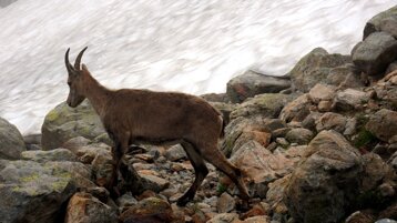 ca656ffc-d706-4e71-a054-d9a3eaccc23b