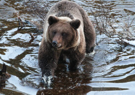 Finland: young male brown bear