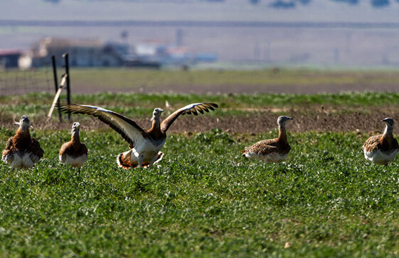 cd0d03db-df00-4fe7-9381-a308c7403a1d