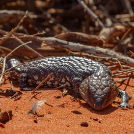 Photo by Armando Pezzarossa