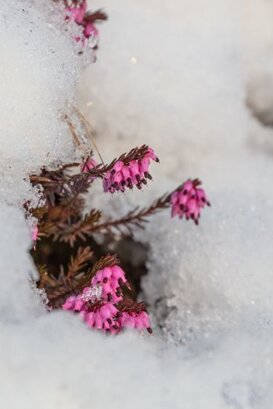 Photo by Armando Pezzarossa