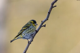 627c3b12-ffb2-4917-ad07-7208beb88439 627c3b12-ffb2-4917-ad07-7208beb88439