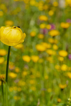 Botton d'oro – Alleghe - BZ - 2020 Fuji xt2 + 55-200 1/125 f/18 ISO 400