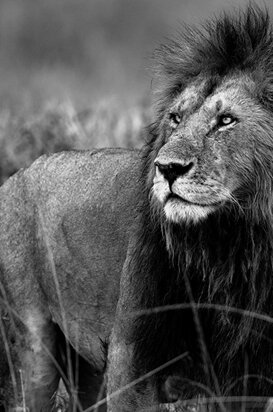 Lion - Panthera leo massaicus The king of the Mara triangle, Masai Mara Kenya 2018