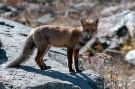Antonio Petrone Volpe, Gran Paradiso National Park. October 2020