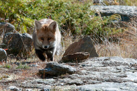 Antonio Petrone Volpe, Gran Paradiso National Park. October 2020