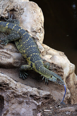 Nile monitor Photo by Lorenzo Marchetti