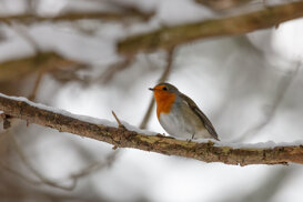 Photo by Armando Pezzarossa