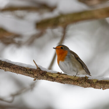 Pettirosso Pettirosso