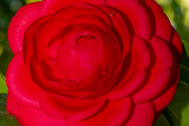 Armando Pezzarossa Camellia japonica spp. Villa Anelli - Oggebbio VB