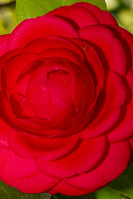 Armando Pezzarossa Camellia japonica spp. Villa Anelli - Oggebbio VB