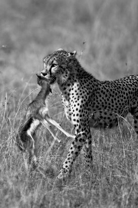 Cheetah with prey The circle of life, Masai Mara 2018