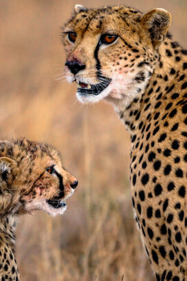 a6c47108-babc-4242-83aa-5fb91d6743e3