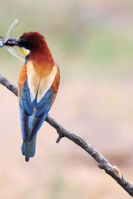 Lorenzo Marchetti Gruccione