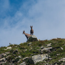 Ibex - Capra ibex - Orobie Bergamasche Photo by Luca Di Pinto