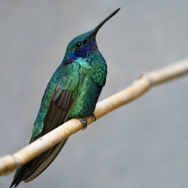 Riccardo Rusconi - Hummingbird - Chlorestes notata Sony A7R - FE 200-600 f5.6-6.3mm G OSS ISO 8000 f6.3 1/160