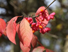 Orietta Pioli Beretta from priest -Euonymus europaeus