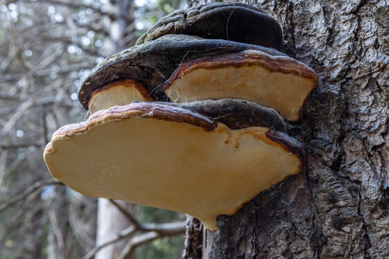 bd3f67f0-6fe5-4053-b151-b2b495b28576 bd3f67f0-6fe5-4053-b151-b2b495b28576