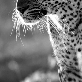 African leopard - Panthera pardus Photo by Lorenzo Marchetti