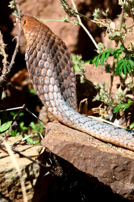 Red cobra Photo by Lorenzo Marchetti