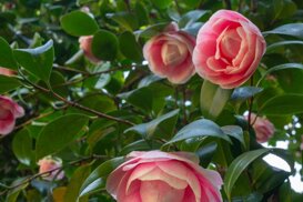 Armando Pezzarossa Camellia japonica spp. - Villa Anelli - Oggebbio VB