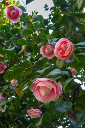 Armando Pezzarossa Camellia japonica spp. - Villa Anelli - Oggebbio VB