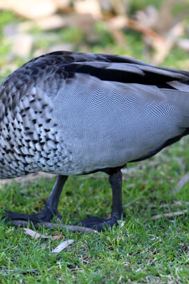 Australia - Crested Duck Photo by Lorenzo Marchetti