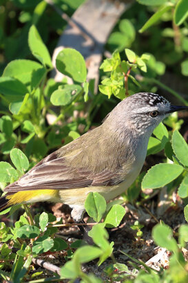 Australia - Yellow-rumped Thornbill Photo by Lorenzo Marchetti