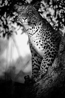Photo by Alessandro Redaelli Spreafico Leopard - Panthera pardus - Okavango Delta, Botswana, August 2013
