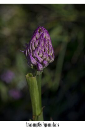 Gianpiero Iacobucci Anacamptis pyramidalis - Lepini Mountains - Lazio
