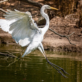 GREAT WHITE EGRET Nikon D500 . nikon 300 + multiplier 1.4 - F 5.6 - iso 400 - 1/3200 sec.