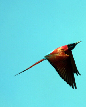 eyJpdCI6IiJ9 eyJpdCI6IiJ9