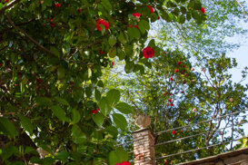 Armando Pezzarossa Flowering of camellia japonica spp. - Villa Anelli - Oggebbio VB